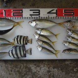 のとじま臨海公園海づりセンター 釣果