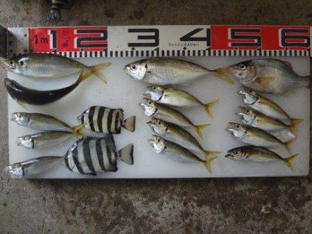 のとじま臨海公園海づりセンター 釣果