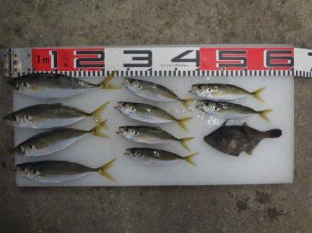 のとじま臨海公園海づりセンター 釣果