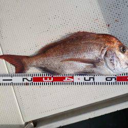 釣り船くわだ 釣果