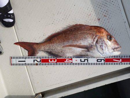 釣り船くわだ 釣果