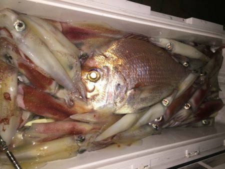 幸風（さちかぜ） 釣果