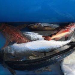 大進丸（新潟） 釣果