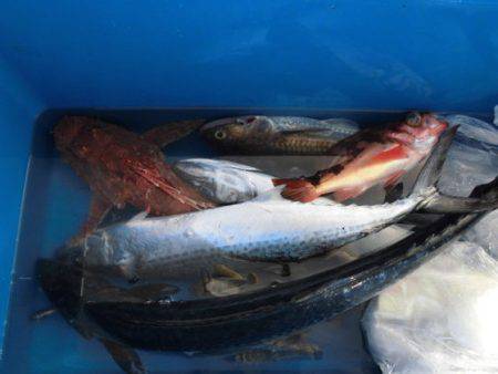 大進丸（新潟） 釣果