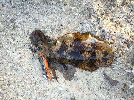 アオリデイゲーム