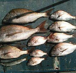 フィッシングガイド りょう 釣果