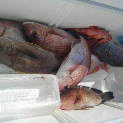 遊漁船 新鋭丸 釣果