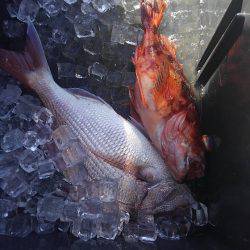 遊漁船 新鋭丸 釣果