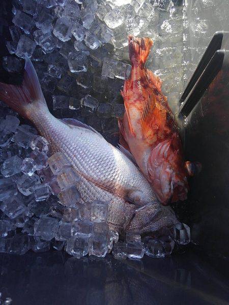 遊漁船 新鋭丸 釣果