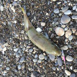 台風前ショアジギ