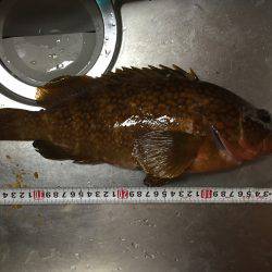 アオリデイゲーム