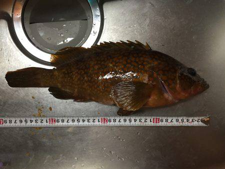 アオリデイゲーム