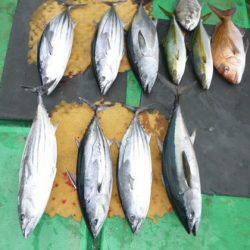 真祐丸 （しんゆうまる） 釣果