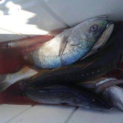 遊漁船 新鋭丸 釣果