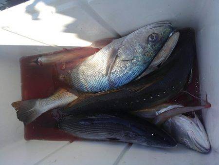 遊漁船 新鋭丸 釣果