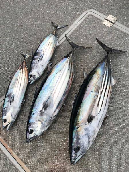 へいみつ丸 釣果