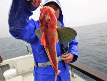 鯛紅丸 釣果
