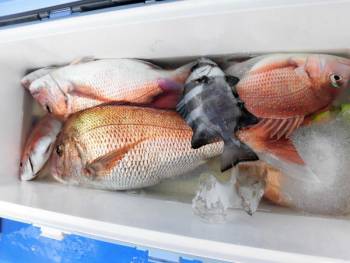 鯛紅丸 釣果
