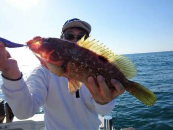 鯛紅丸 釣果