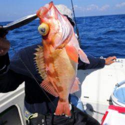 鯛紅丸 釣果