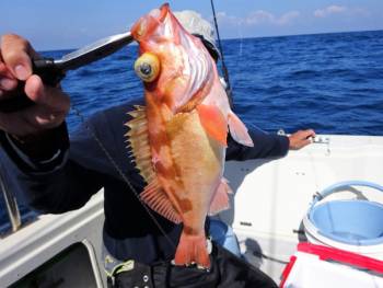 鯛紅丸 釣果