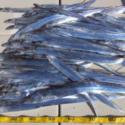 Hit Rush(ヒット ラッシュ) 釣果