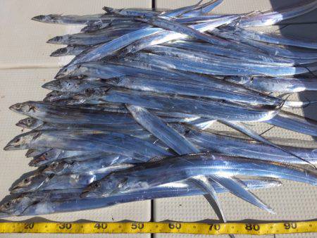 Hit Rush(ヒット ラッシュ） 釣果…