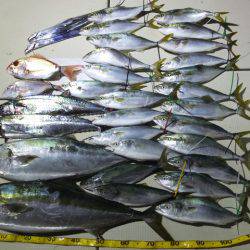 Hit Rush(ヒット ラッシュ) 釣果