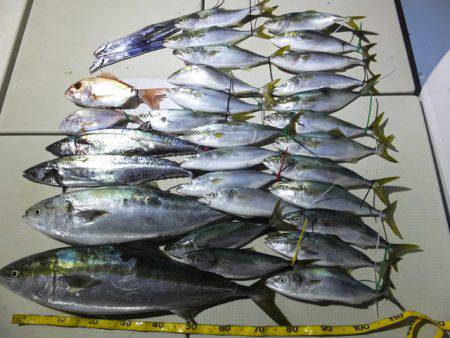 Hit Rush(ヒット ラッシュ） 釣果…