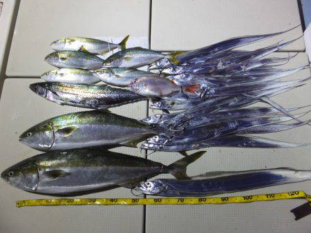 Hit Rush(ヒット ラッシュ） 釣果…