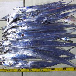 Hit Rush(ヒット ラッシュ） 釣果