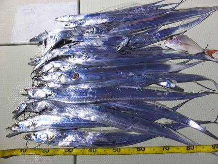 Hit Rush(ヒット ラッシュ） 釣果…