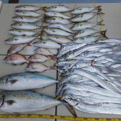 Hit Rush(ヒット ラッシュ) 釣果