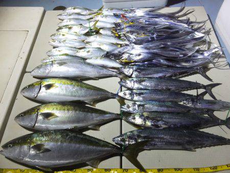 Hit Rush(ヒット ラッシュ） 釣果…