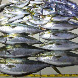 Hit Rush(ヒット ラッシュ） 釣果