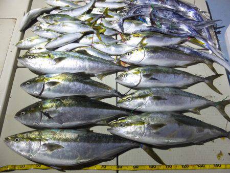 Hit Rush(ヒット ラッシュ） 釣果