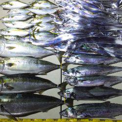 Hit Rush(ヒット ラッシュ) 釣果