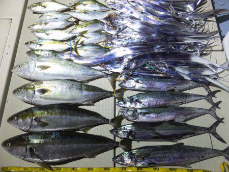 Hit Rush(ヒット ラッシュ） 釣果…