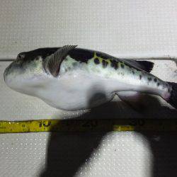 Hit Rush(ヒット ラッシュ) 釣果