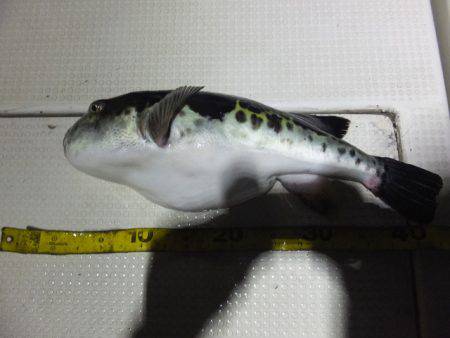 Hit Rush(ヒット ラッシュ) 釣果