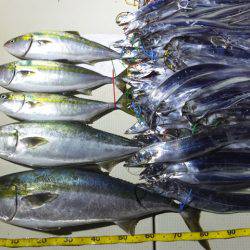 Hit Rush(ヒット ラッシュ） 釣果