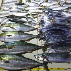 Hit Rush(ヒット ラッシュ) 釣果