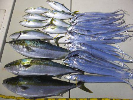 Hit Rush(ヒット ラッシュ) 釣果