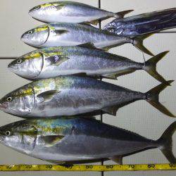 Hit Rush(ヒット ラッシュ） 釣果