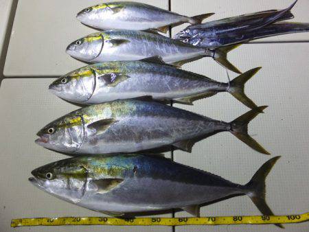 Hit Rush(ヒット ラッシュ） 釣果