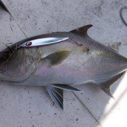 Hit Rush(ヒット ラッシュ） 釣果