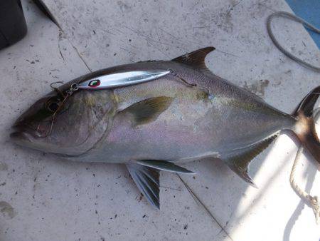 Hit Rush(ヒット ラッシュ） 釣果…