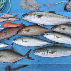 Hit Rush(ヒット ラッシュ） 釣果