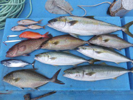 Hit Rush(ヒット ラッシュ） 釣果