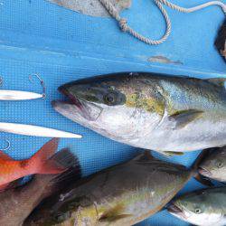 Hit Rush(ヒット ラッシュ） 釣果